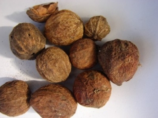 Catunaregan spinosa - Droom noten